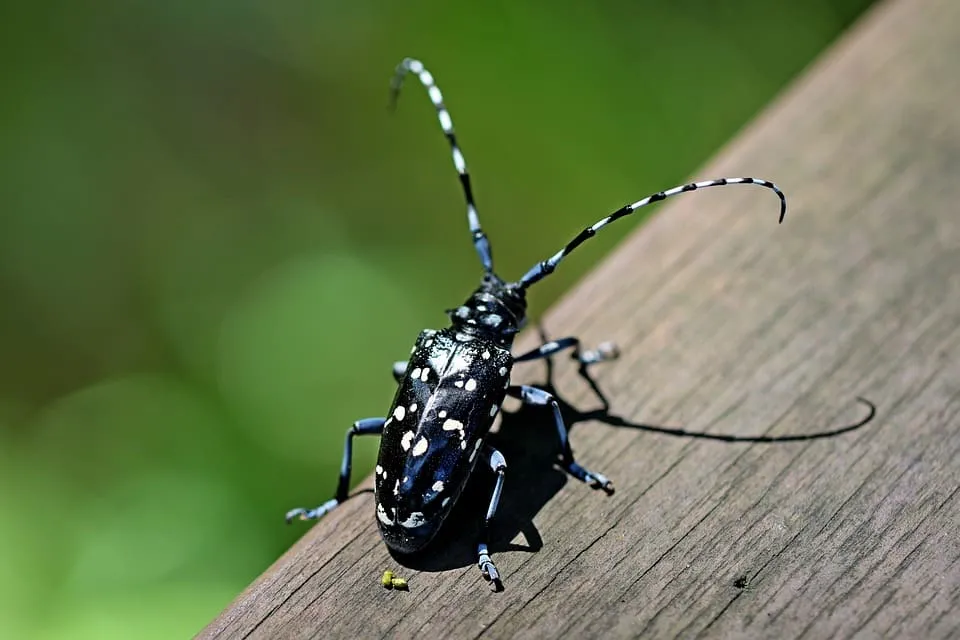 coleottero sul legno