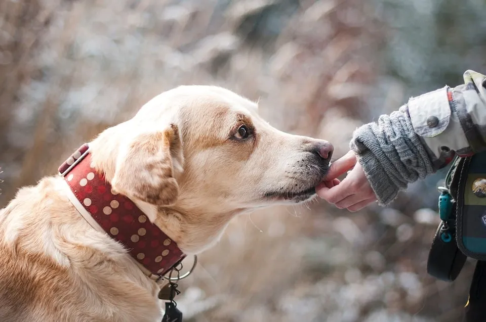 un cane di media taglia