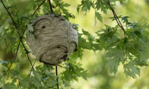 Come riconoscere un nido di calabroni