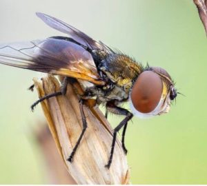 La disinfestazione delle mosche è un problema comune sia negli ambienti domestici che commerciali