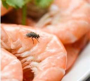 Le mosche possono trasportare malattie e contaminare cibo e superfici, causando problemi di igiene e salute