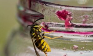 Non lasciare cibo o bevande all'aperto, soprattutto durante i mesi estivi quando le vespe sono più attive